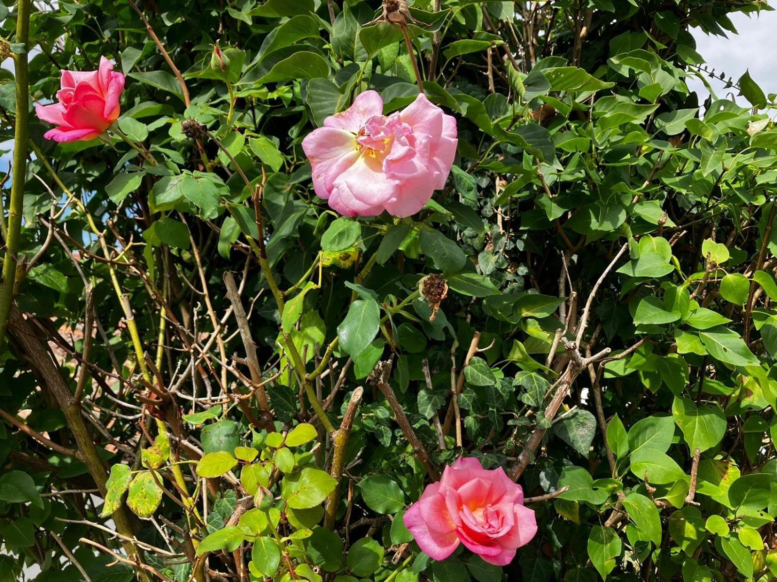 Gite Des Roses Oradour-Fanais ภายนอก รูปภาพ